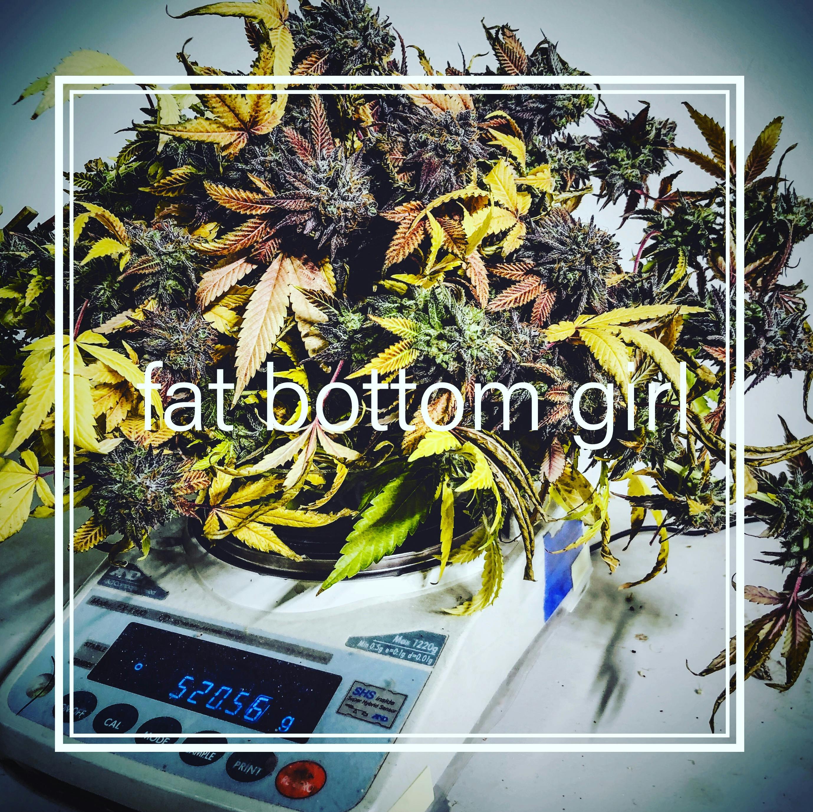 Top Shelf Wellness Center Phoenix Phoenix, OR Dispensary Leafly